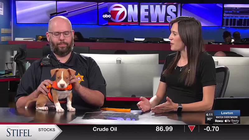 Furry Friend Friday: Staffordshire Terrier Beagle Mix